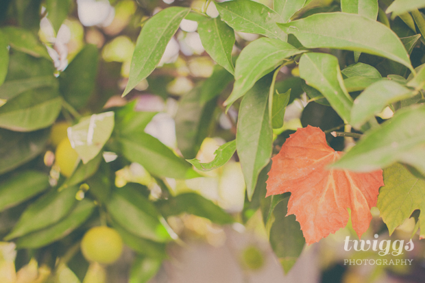 Simple Things on the Backyard // Twiggs Photography (7)