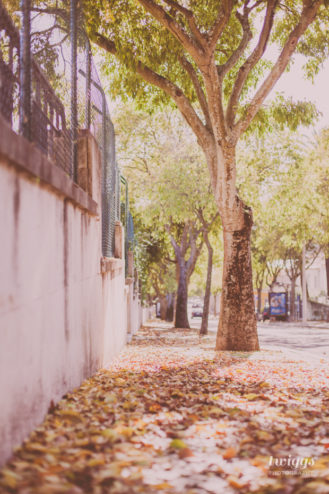 Details of the Tropical Botanic Garden in LIsbon during Fall by Twiggs Photography (14)