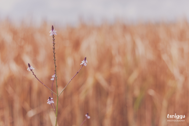 Summer field by Twiggs Photography