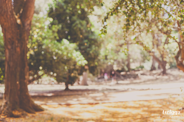 Trees on Botanical Garden by Twiggs Photography