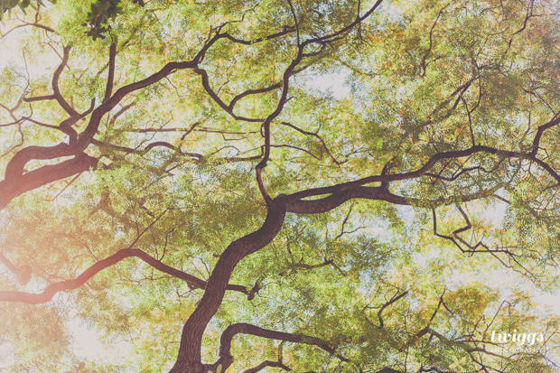 Trees on Botanical Garden by Twiggs Photography