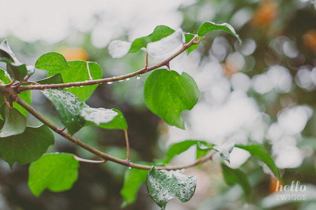 Rain droplets on ivy by Hello Twiggs