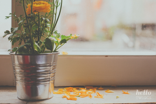 Ranunculus by the window