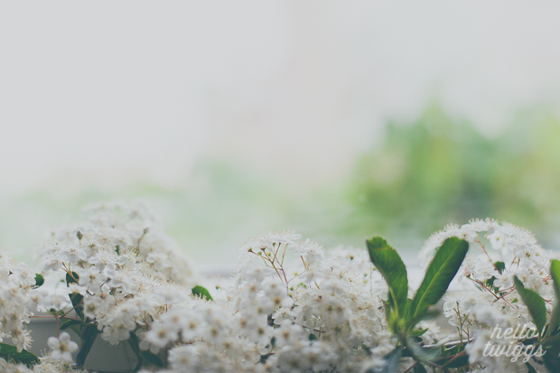 White Flowers by the window at home