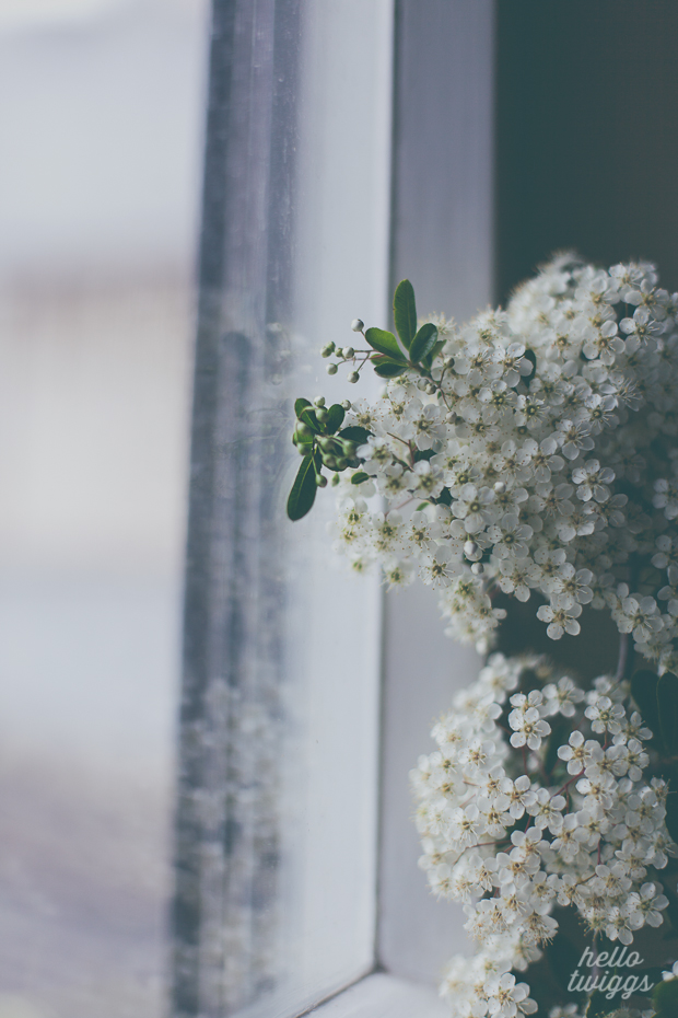 White Flowers by the window at home