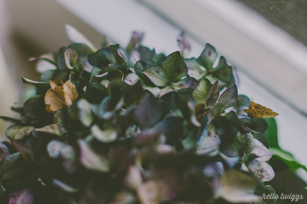 Dry Hydrangeas Photo