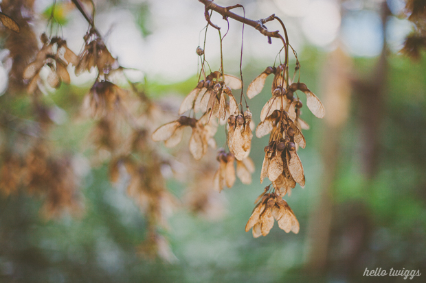 Fotografias de Natureza por/Nature Photography by Claudia Casal // Hello Twiggs