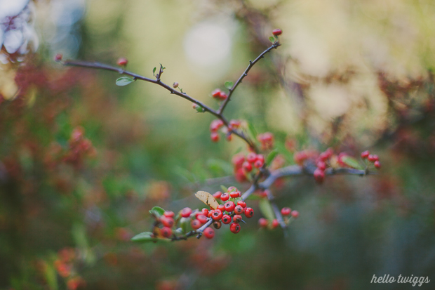 Fotografias de Natureza por/Nature Photography by Claudia Casal // Hello Twiggs