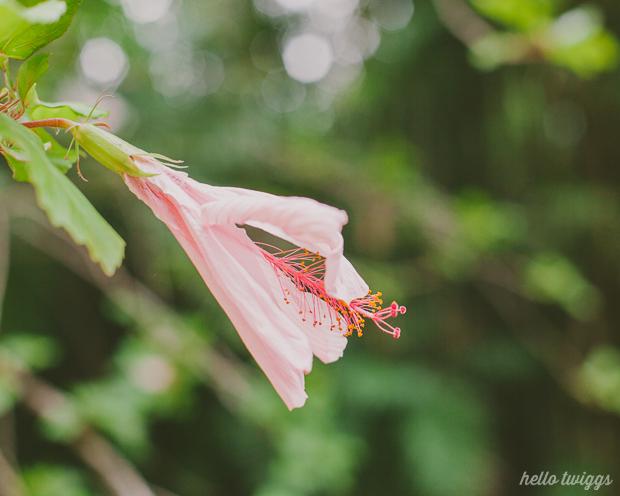 Fotografias de Natureza por/Nature Photography by Claudia Casal // Hello Twiggs