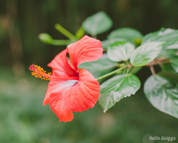 Fotografias de Natureza por/Nature Photography by Claudia Casal // Hello Twiggs