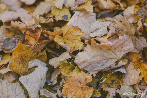 Fall in our Backyard - Photos by Claudia Casal // Hello Twiggs