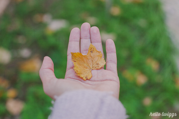 Fall in our Backyard - Photos by Claudia Casal // Hello Twiggs