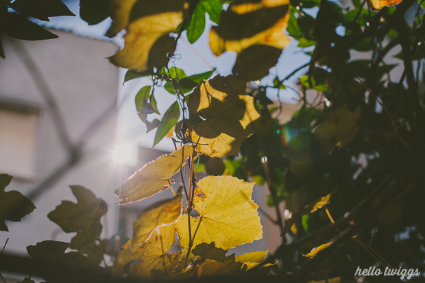 Fall in our Backyard - Photos by Claudia Casal // Hello Twiggs