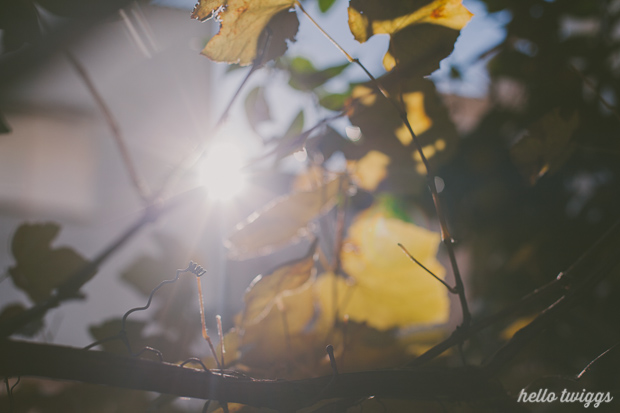 Fall in our Backyard - Photos by Claudia Casal // Hello Twiggs