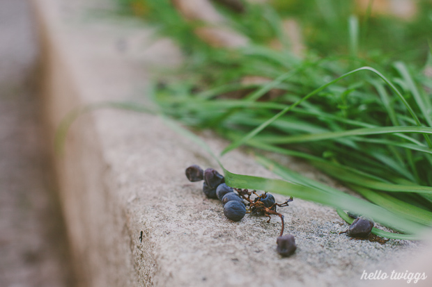 Fall in our Backyard - Photos by Claudia Casal // Hello Twiggs