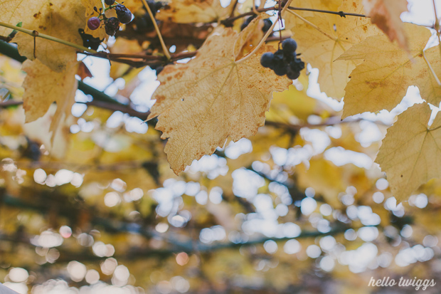 Fall in our Backyard - Photos by Claudia Casal // Hello Twiggs