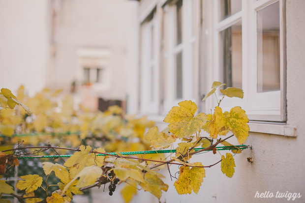 Fall in our Backyard - Photos by Claudia Casal // Hello Twiggs