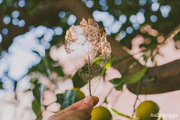 Fall in our Backyard - Photos by Claudia Casal // Hello Twiggs