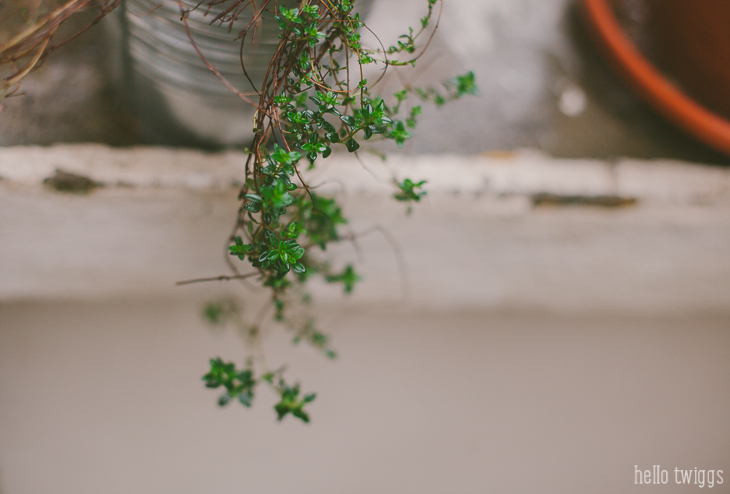 Lemon Thyme, Growing your own herbs