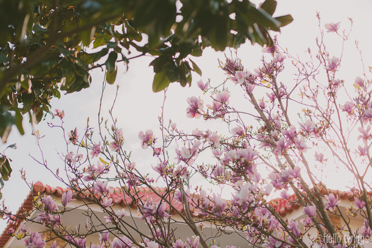 Pink Magnolia Tree