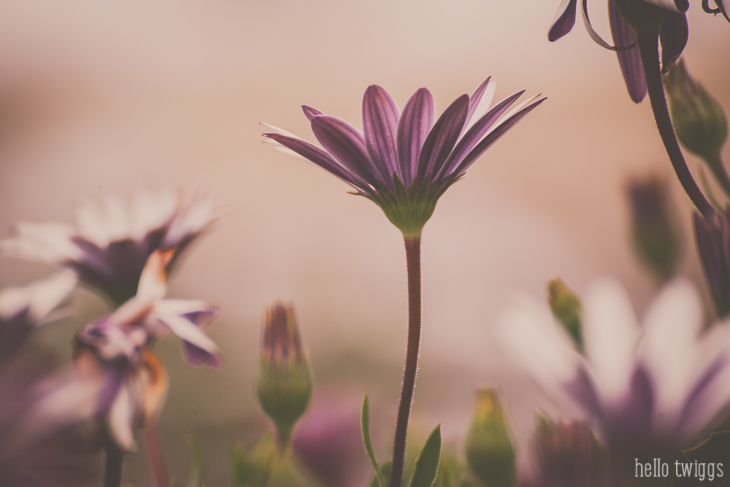 Pink Daisies Fine Art Print by Claudia Casal // Hello Twiggs