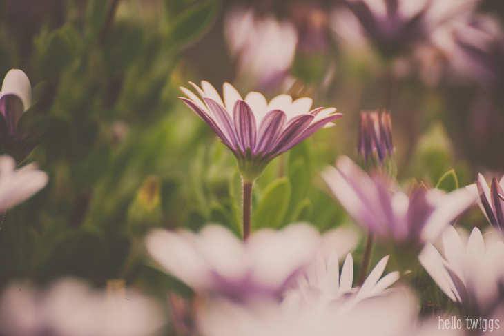 Pink Daisies Fine Art Print by Claudia Casal // Hello Twiggs