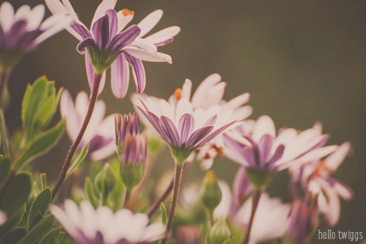 Pink Daisies Fine Art Print by Claudia Casal // Hello Twiggs