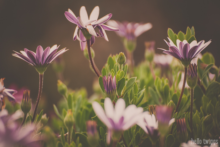 Pink Daisies Fine Art Print by Claudia Casal // Hello Twiggs