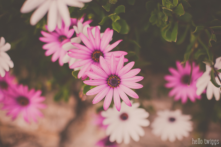 Pink Daisies Fine Art Print by Claudia Casal // Hello Twiggs