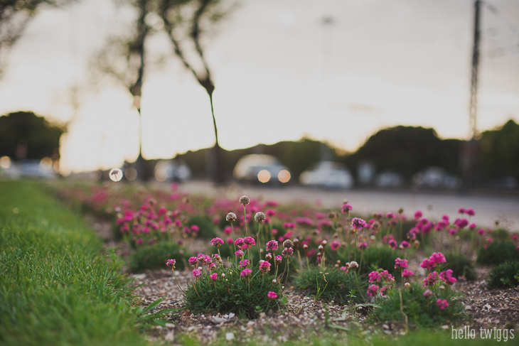 Pink Flower Photography by Claudia Casal * Hello Twiggs